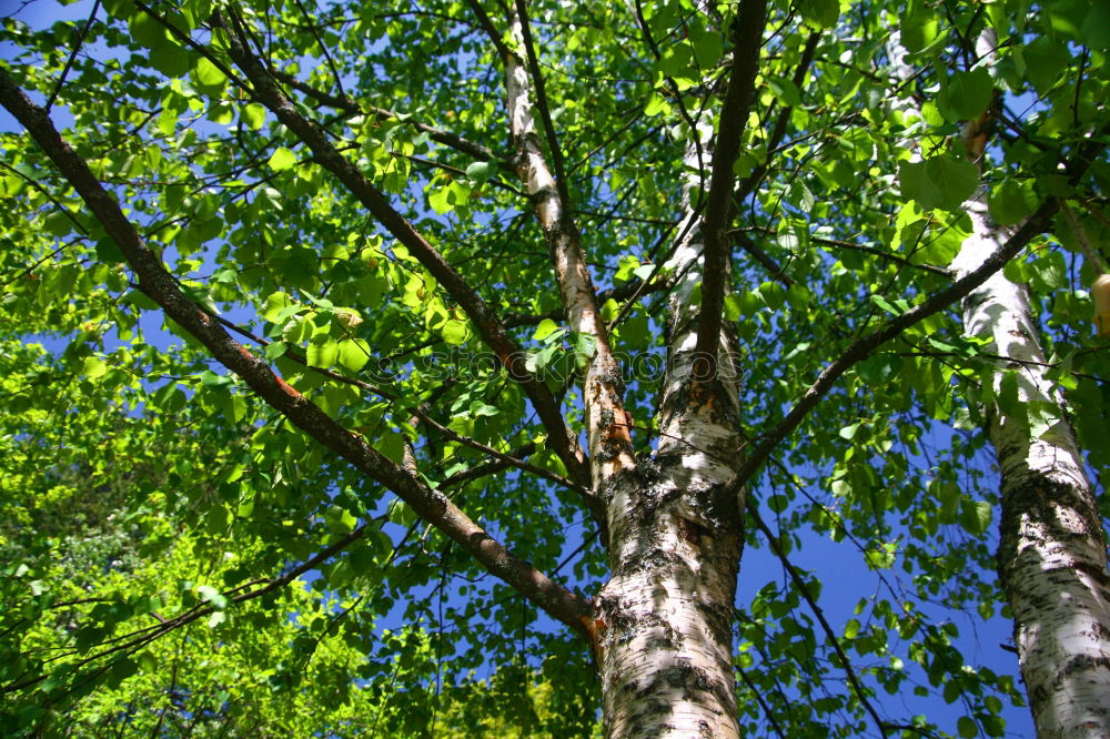 Similar – Foto Bild grün. Umwelt Natur Herbst