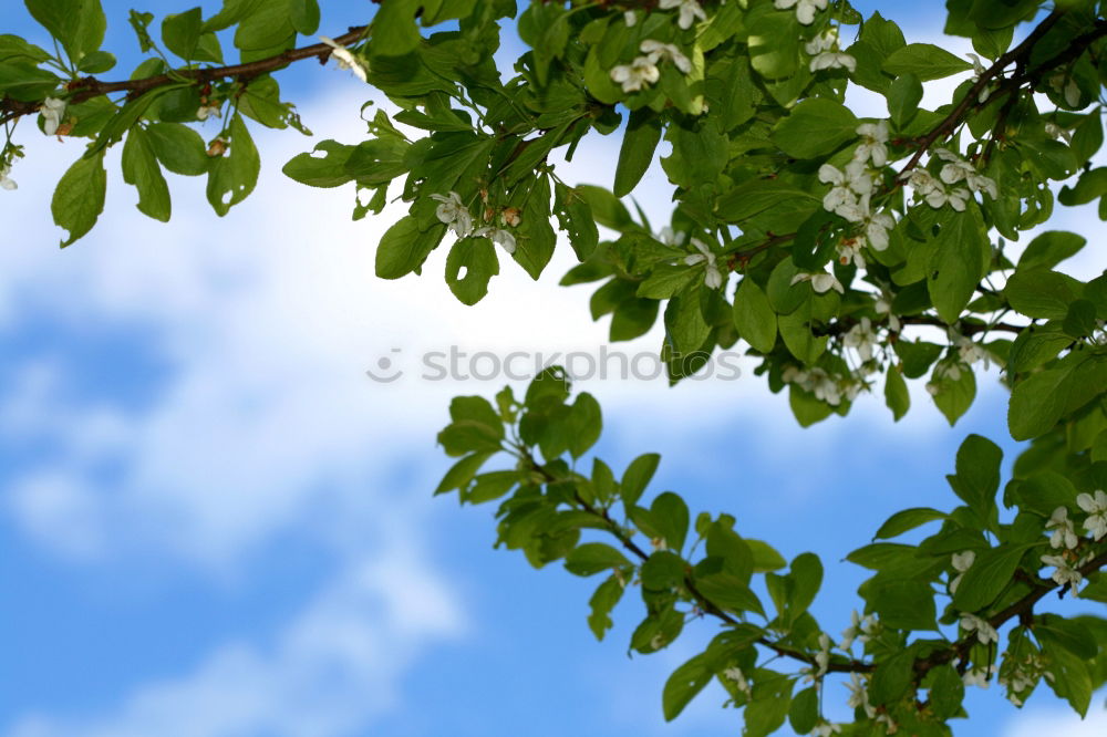 Foto Bild nach höherem streben