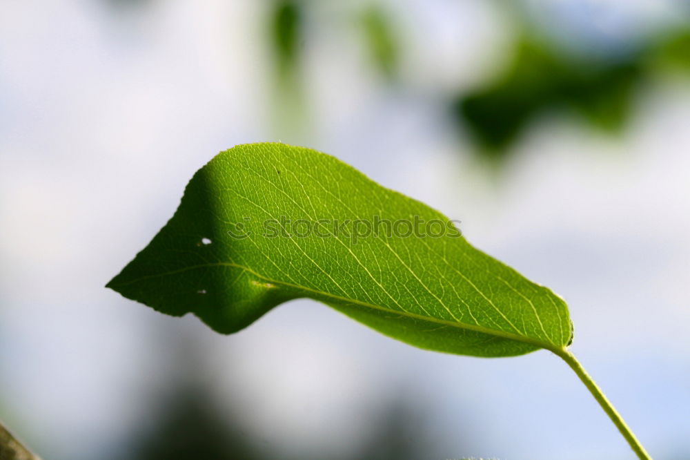 Similar – Sheet with hole Leaf Green