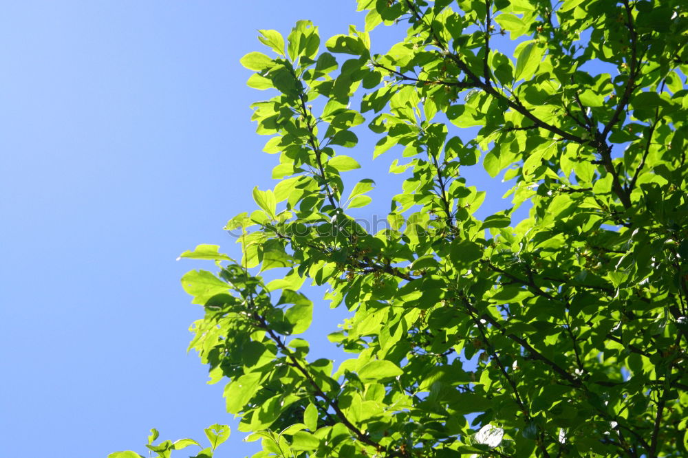 Similar – Foto Bild nach höherem streben