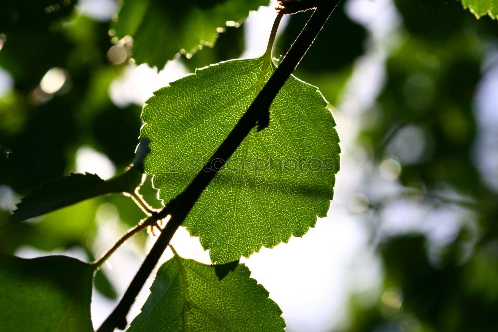 Similar – Zweig mit frischen leuchtenden Blättern im Sonnenlicht