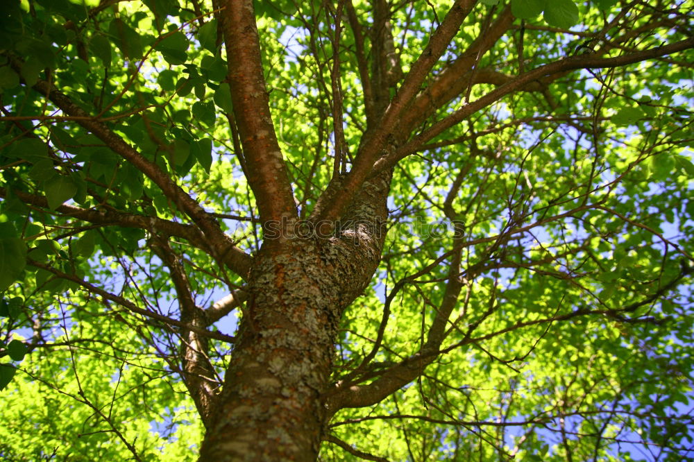 Similar – porcupine ;) Cone Green