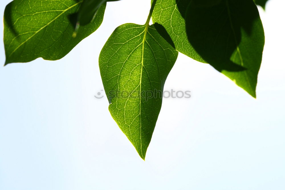 Similar – Image, Stock Photo Ivy Nature Plant Summer