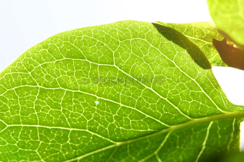 Similar – Sheet I Leaf Green Window