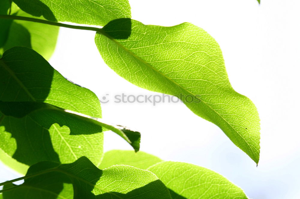 transmitted light Leaf