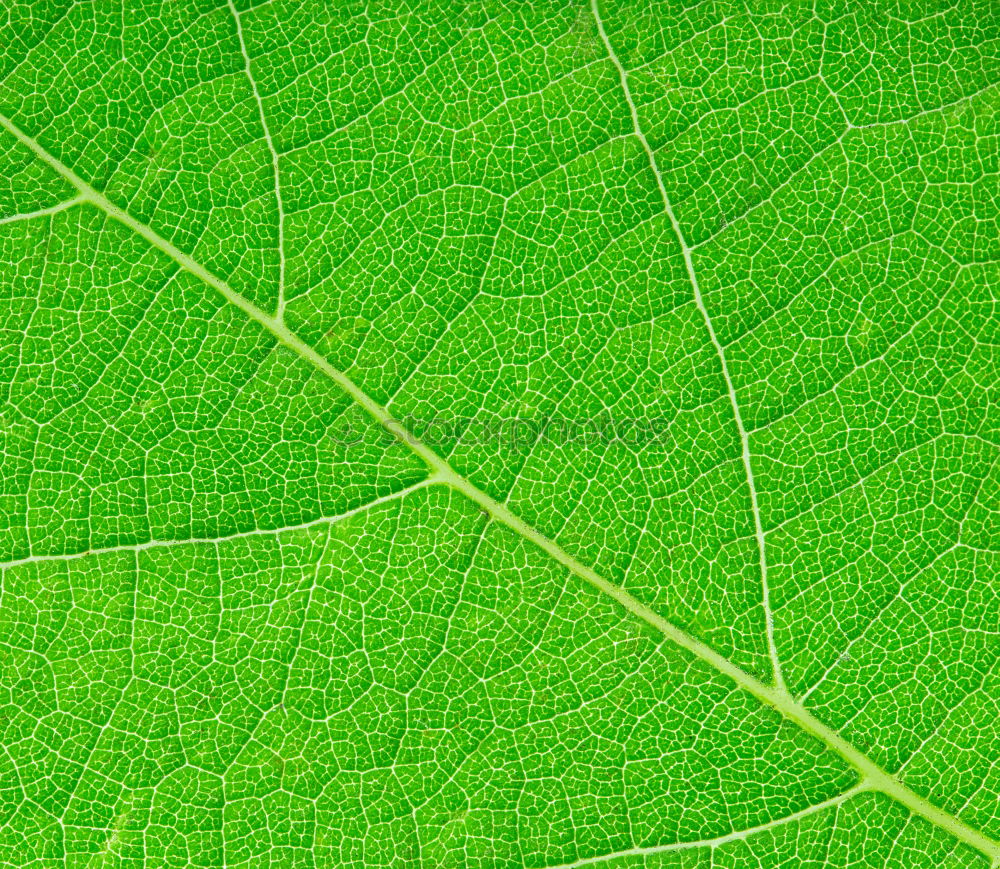 Similar – fig leaf Leaf Green Plant