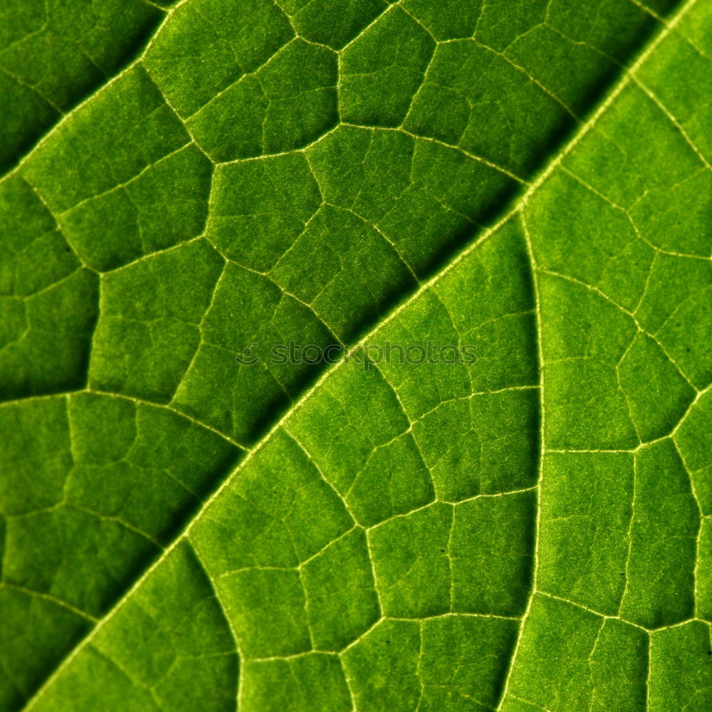 Image, Stock Photo green lung Environment