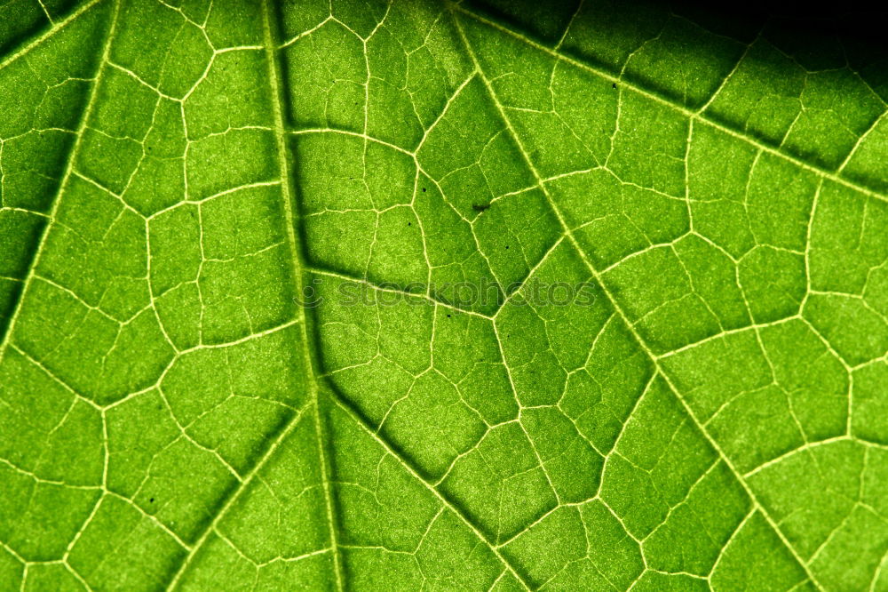 Similar – Image, Stock Photo green lung Environment