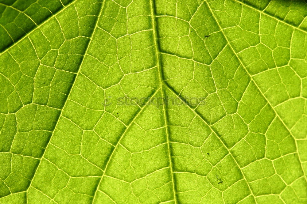 Similar – Foto Bild | veins | Gefäße Blatt