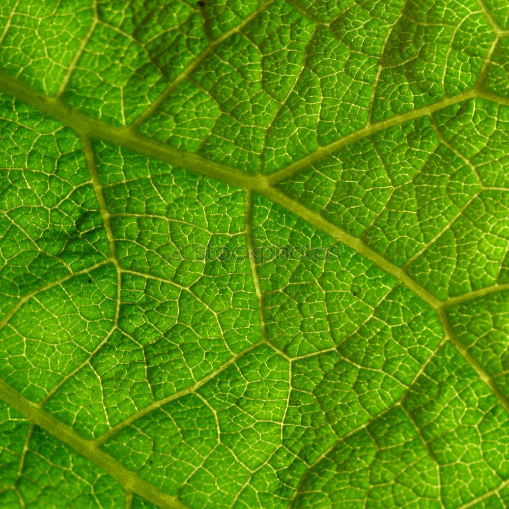 Similar – Image, Stock Photo green lung Environment