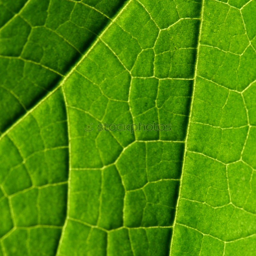 Similar – Image, Stock Photo green lung Environment