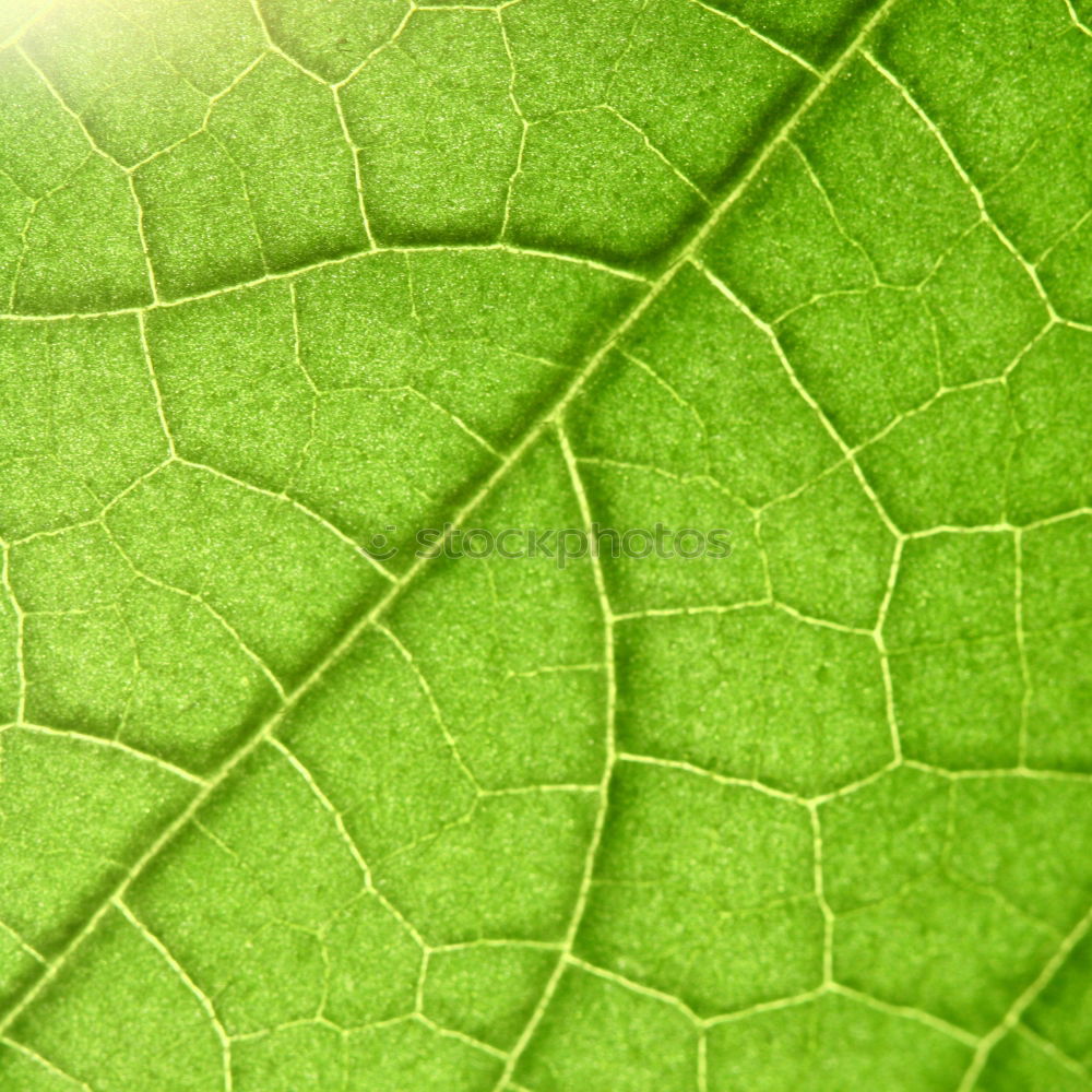 Similar – bright green ;o) Leaf