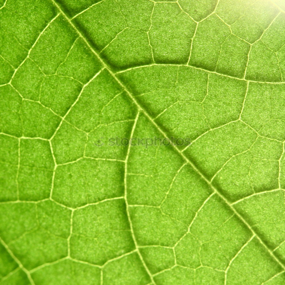 Similar – bright green ;o) Leaf