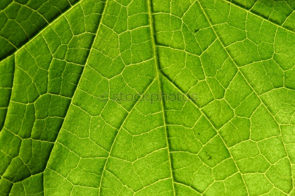 Similar – Green stuff under the magnifying glass