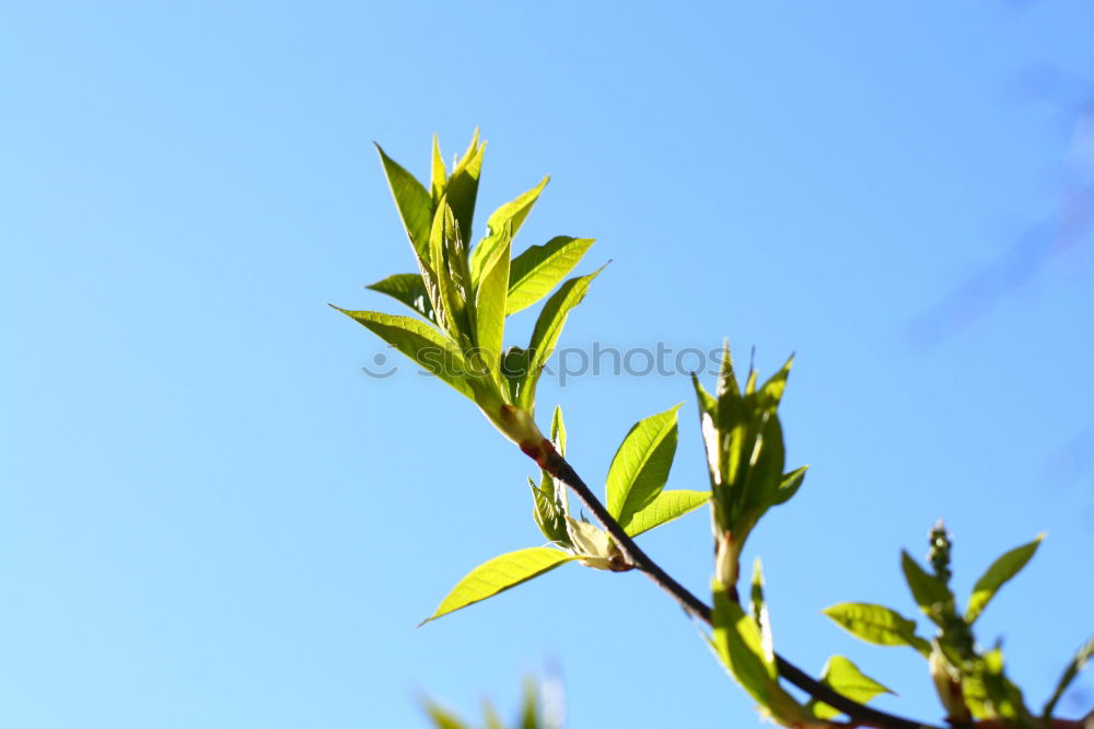 Similar – Les bourgeons éclatent