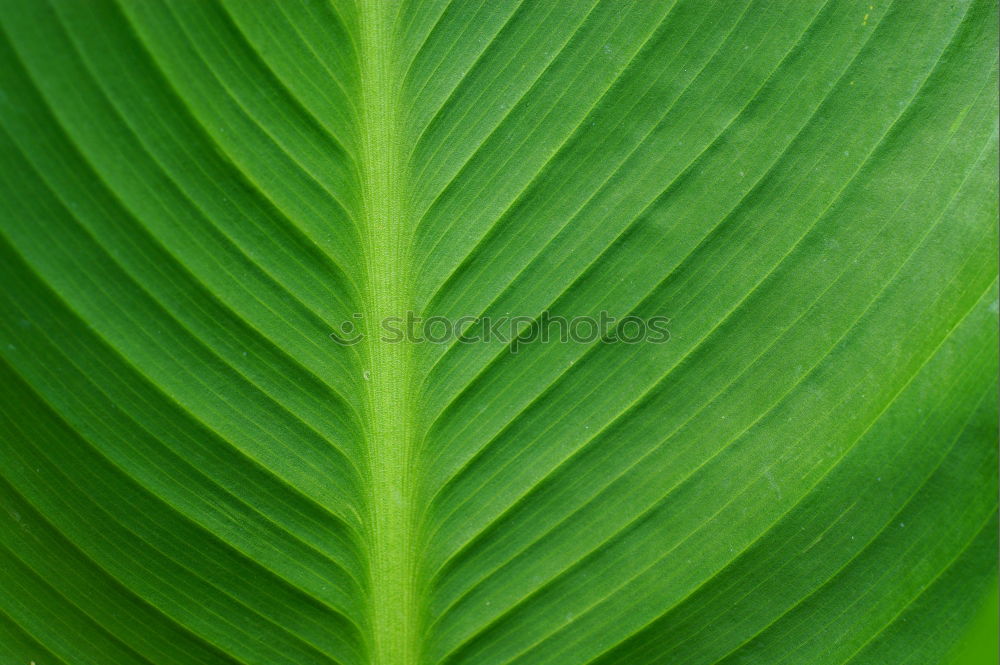 Similar – Image, Stock Photo leaf shadow in green Hosta