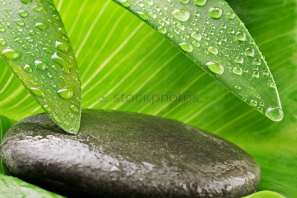 Similar – Wasser im Grünen Pflanze