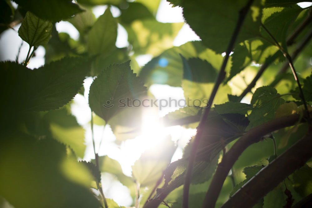 Similar – Image, Stock Photo Cologne 120526 divine rose garden I