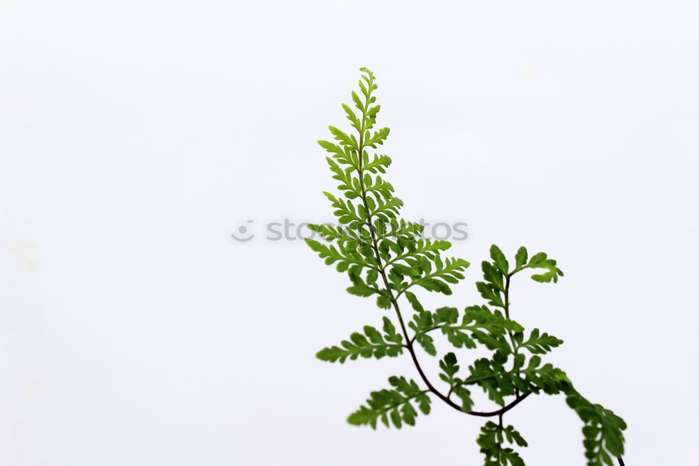 Similar – Image, Stock Photo Urtica Stinging nettle