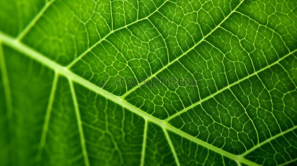 Similar – leaf Green Vessel