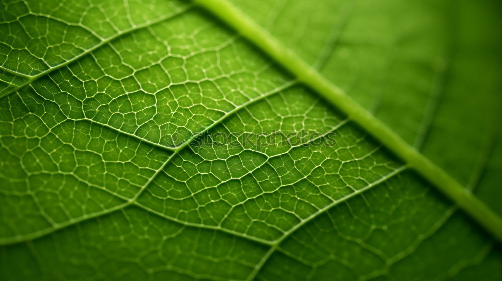 Similar – Image, Stock Photo leaf Green Vessel