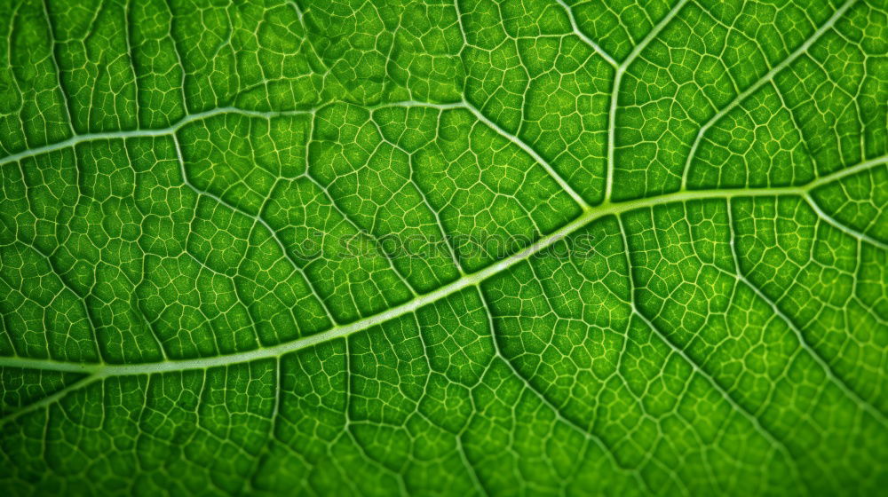 Similar – Image, Stock Photo fine rib Environment