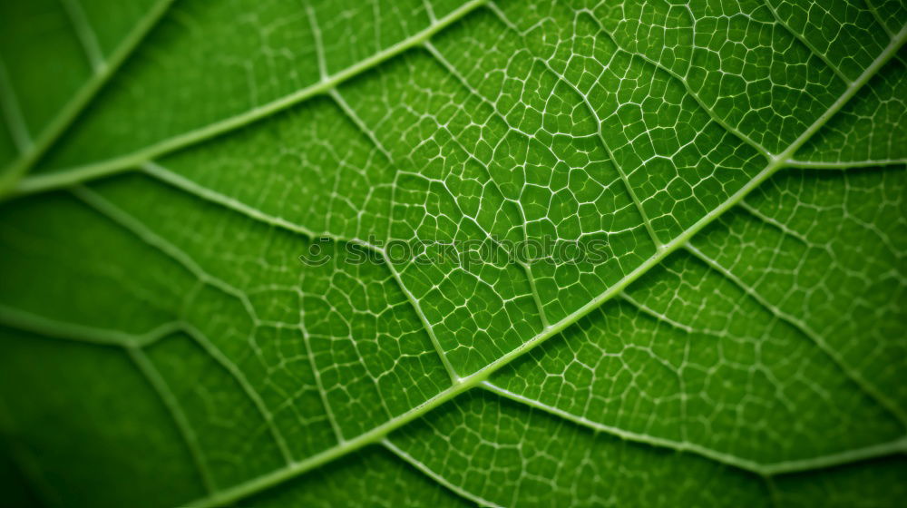 Image, Stock Photo leaf Green Vessel