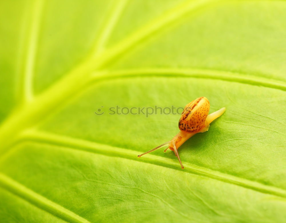 Similar – Leather bug, nymph on leaf