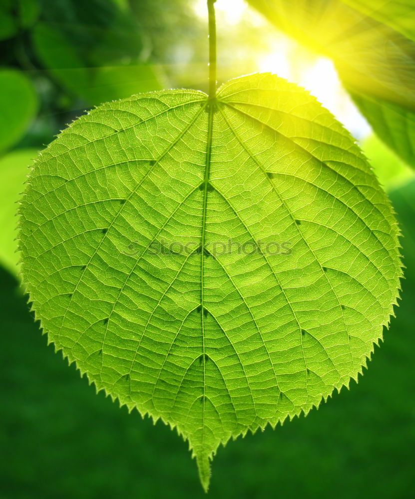 Similar – Image, Stock Photo Refreshing mint