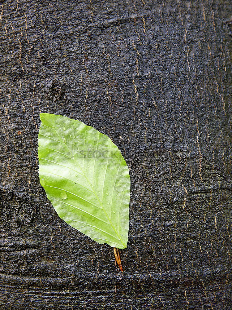 Similar – front Wood flour