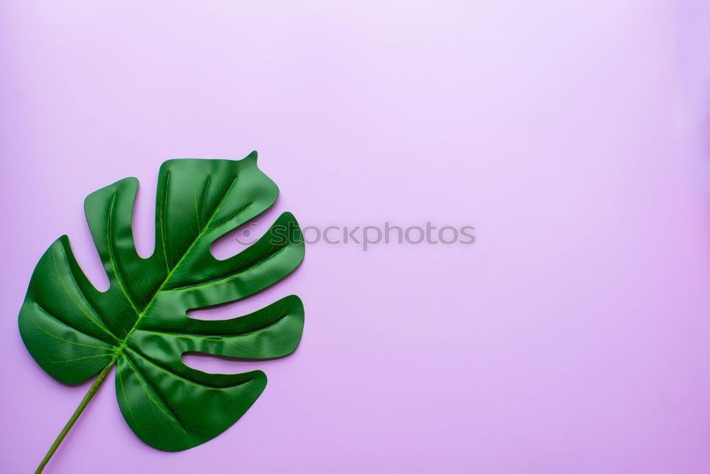 Similar – Image, Stock Photo White sheet of paper & the leaf of a monstera on pink background