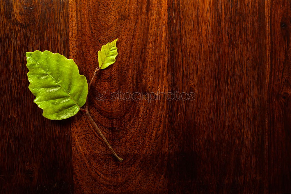 Green leaf on wood Design