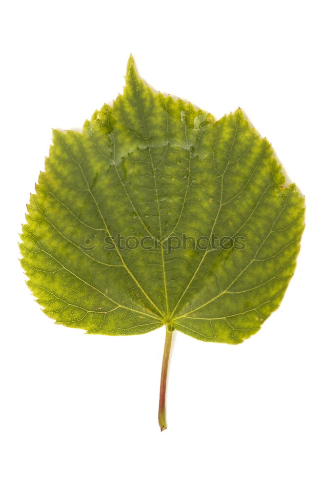 Similar – Image, Stock Photo transformation Plant