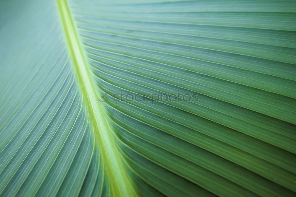 Similar – Coconut Leaf Coconut palm