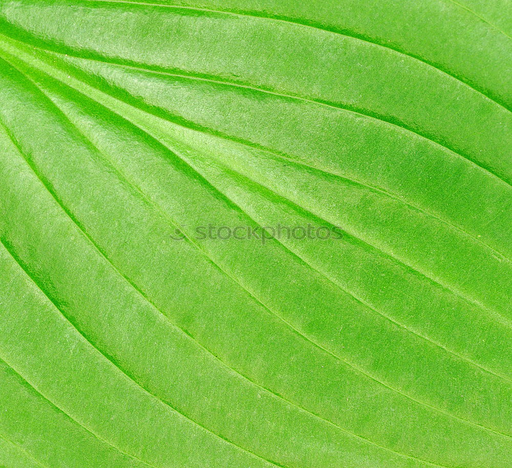 Similar – Image, Stock Photo leaf shadow in green Hosta