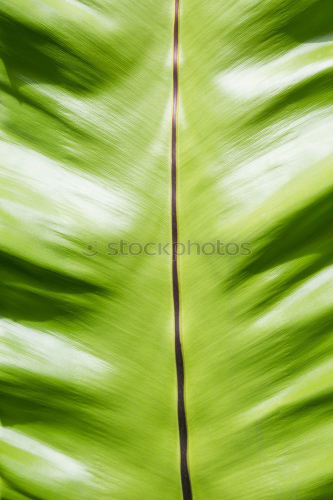 Image, Stock Photo It’s so green…