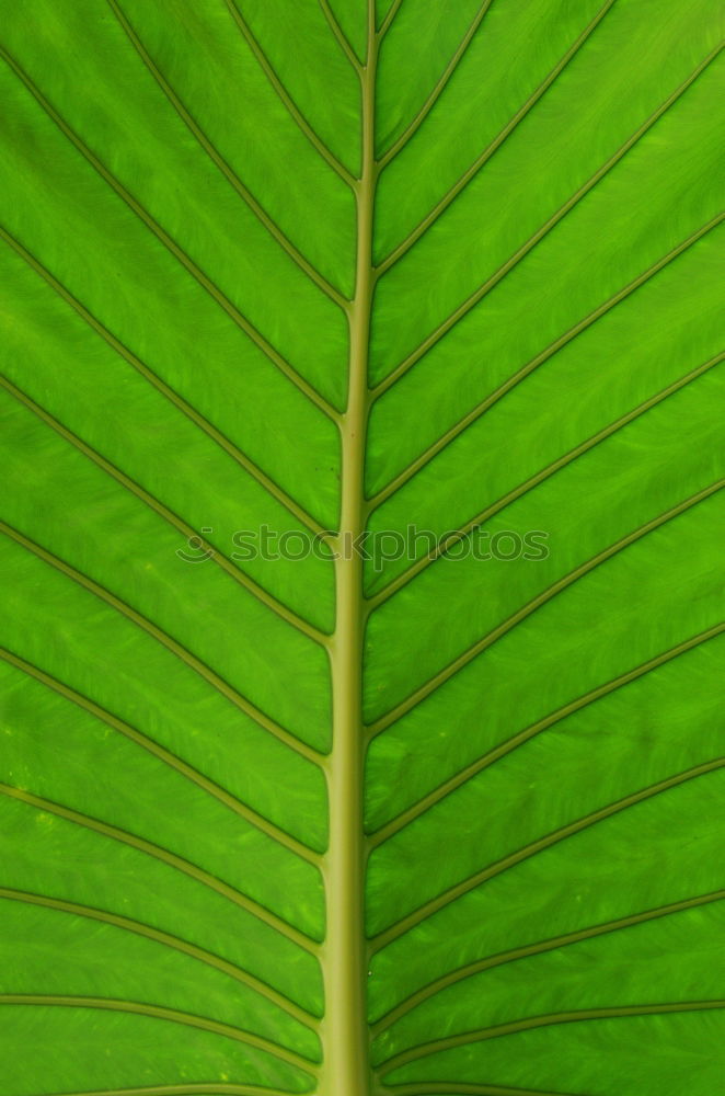 Similar – Foto Bild Philodendron Pflanze