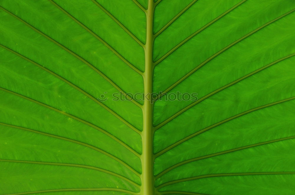 Similar – Image, Stock Photo it greenens so greenly