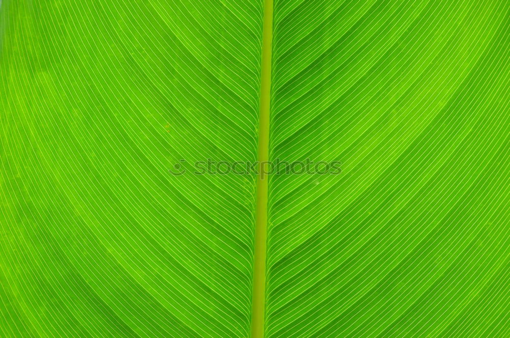 Similar – structure Leaf Green Tree