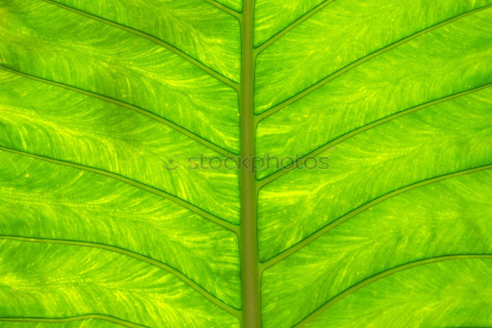 Image, Stock Photo it greenens so greenly