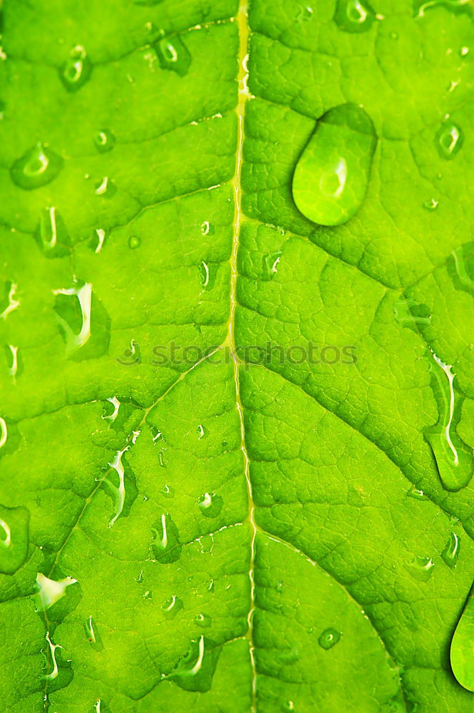 Similar – raindrops II Rain Leaf