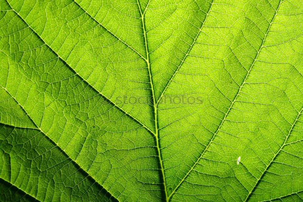 Image, Stock Photo chestnut leaves Leaf Tree