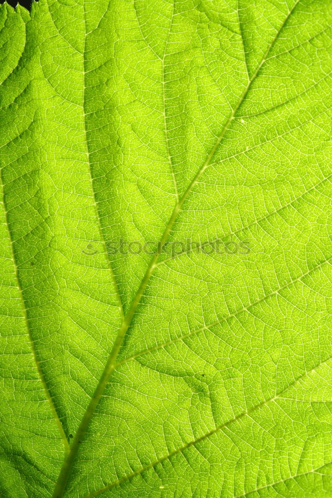 Similar – Image, Stock Photo chestnut leaves Leaf Tree