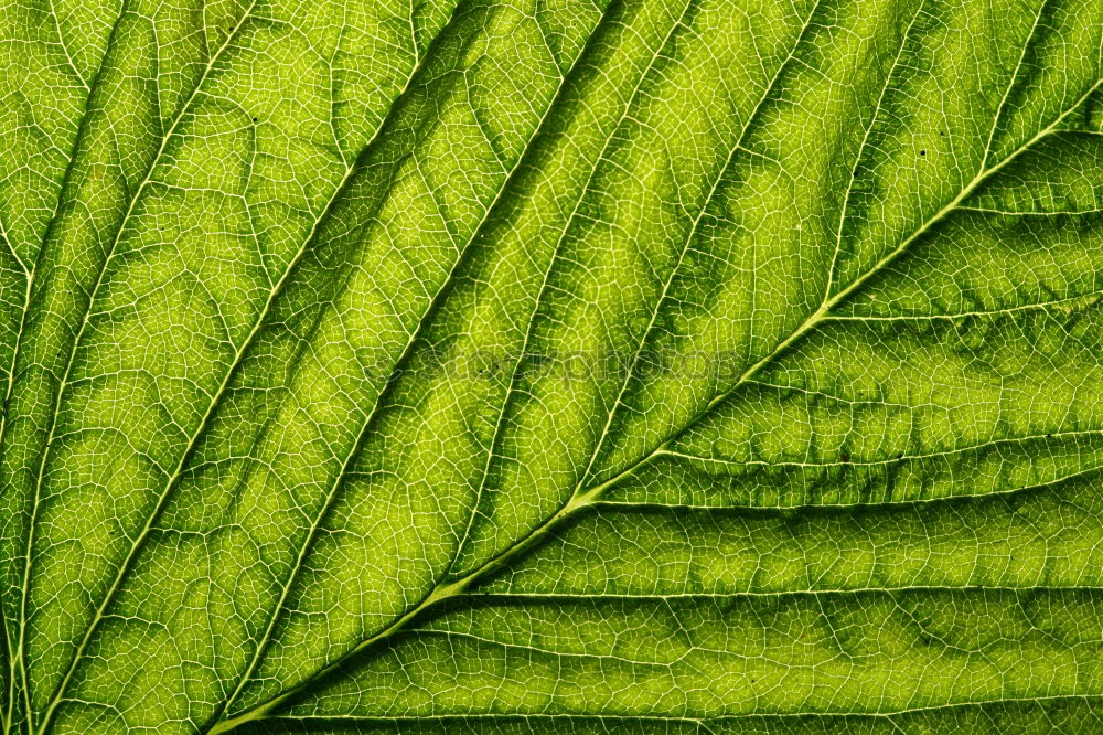 Similar – The signs of a leaf Leaf