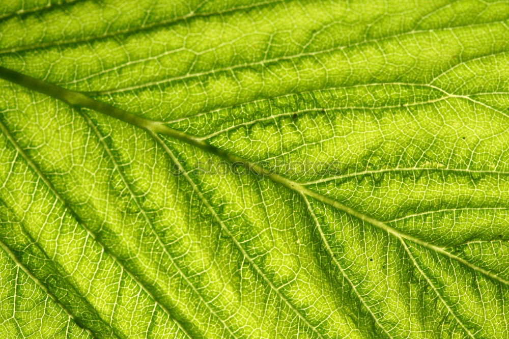 Similar – Image, Stock Photo chestnut leaves Leaf Tree