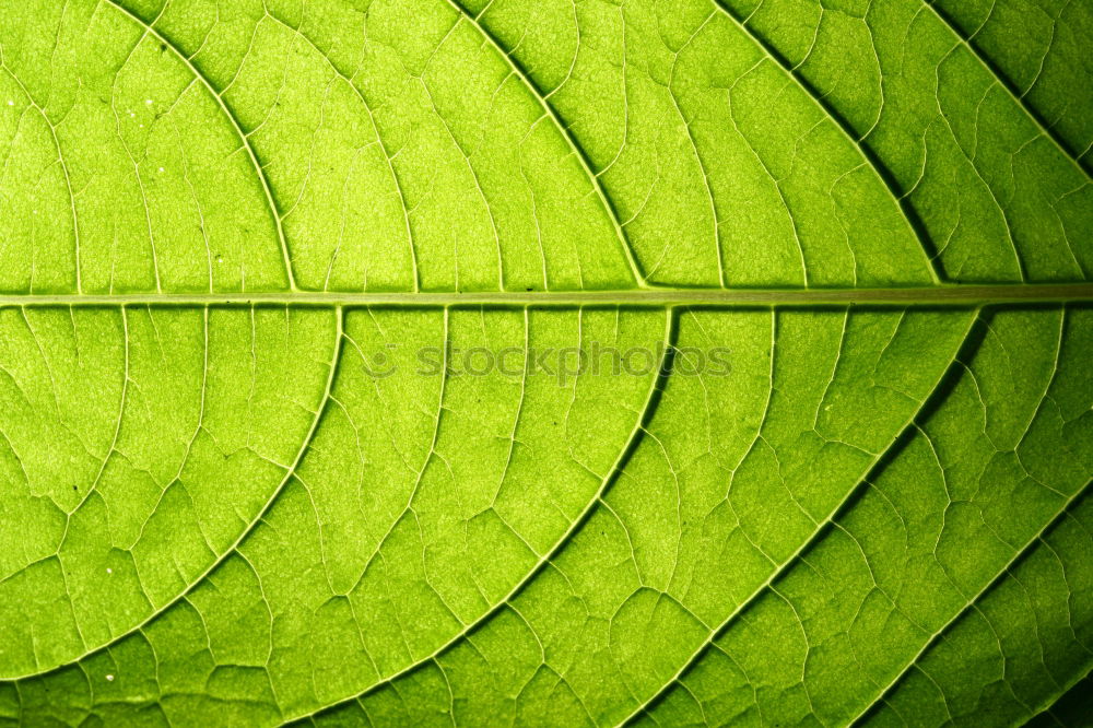 Similar – leaf Nature Plant Spring