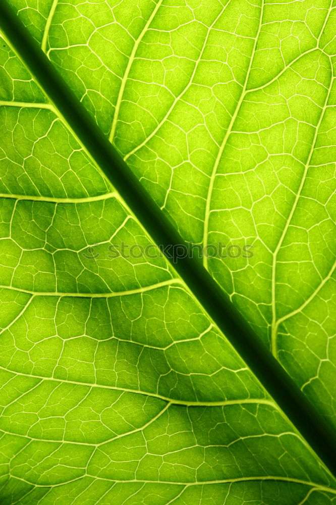 Image, Stock Photo Stinging Nettle