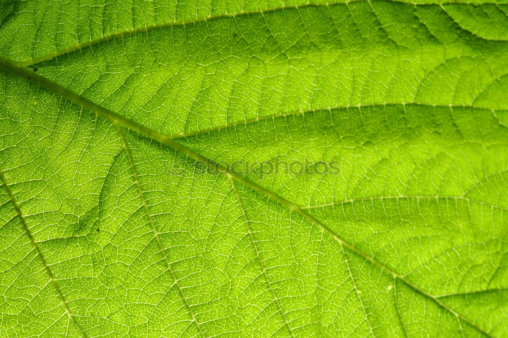 Similar – Image, Stock Photo chestnut leaves Leaf Tree