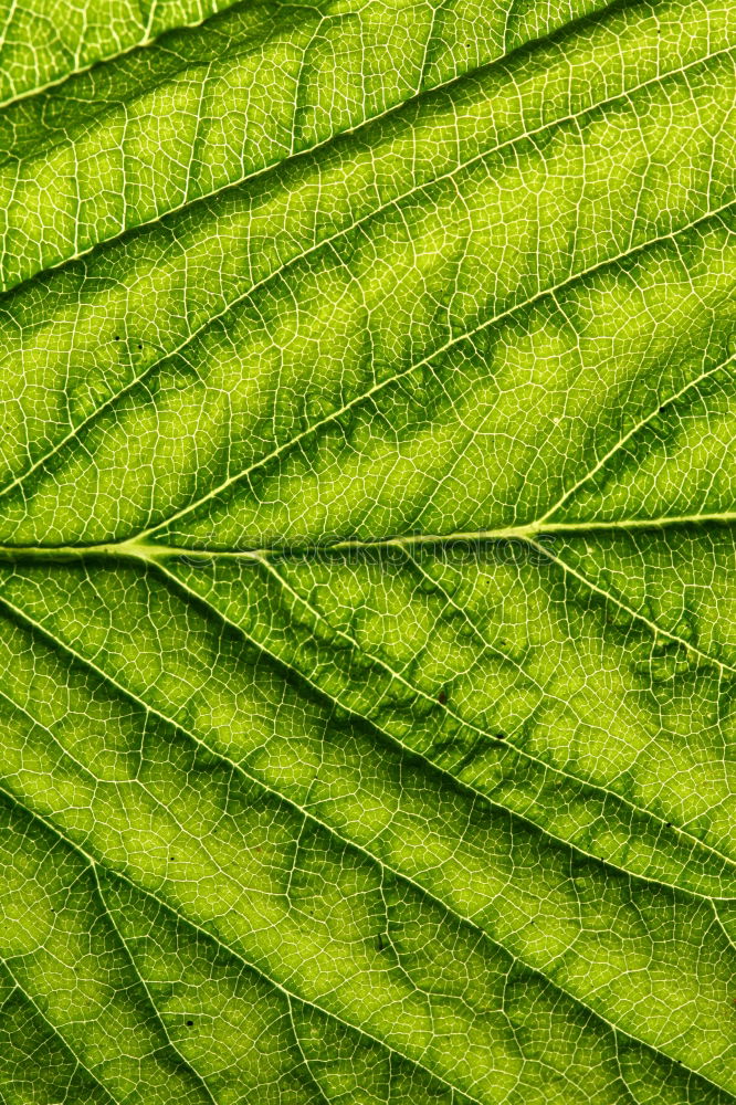 Similar – Image, Stock Photo chestnut leaves Leaf Tree