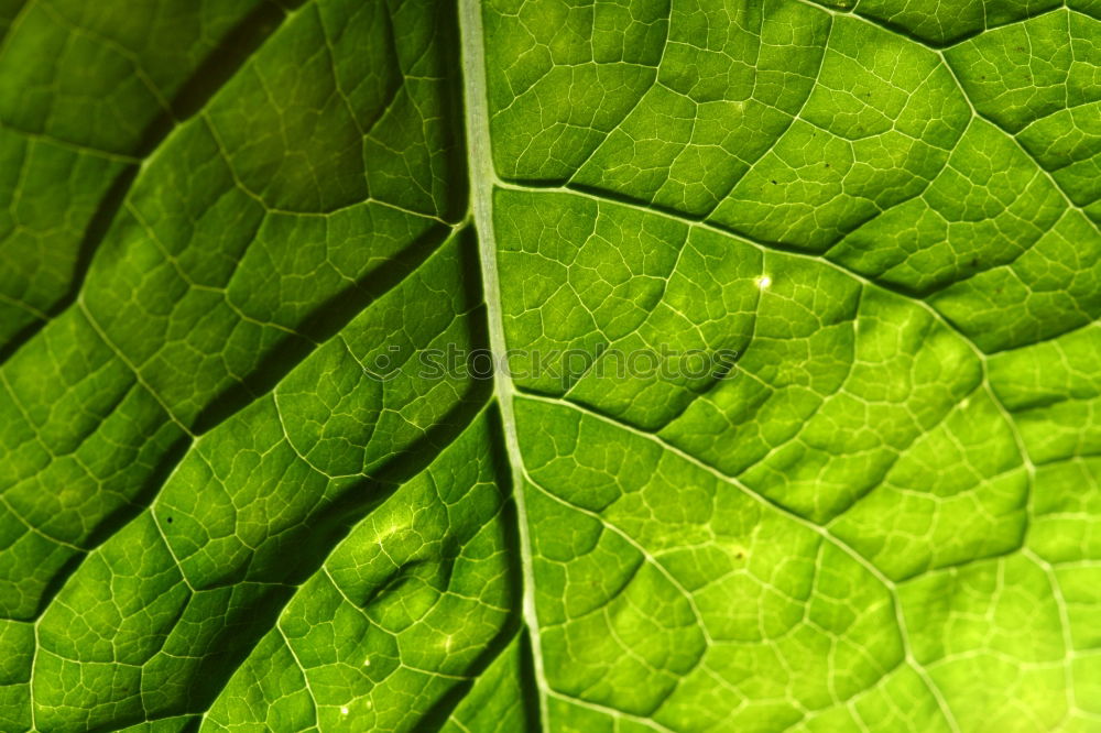 Similar – Image, Stock Photo veins Leaf Green